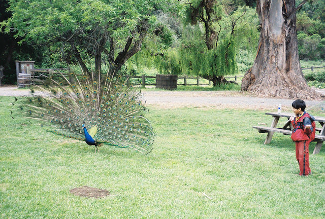 Adi with a peacock